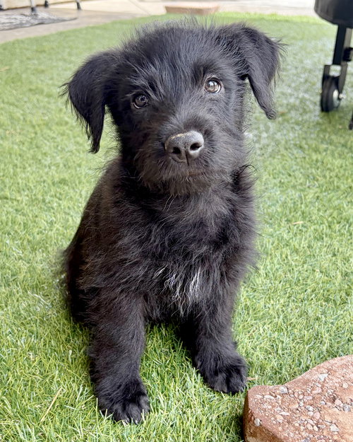 Scottie, an adoptable Terrier in Corona, CA