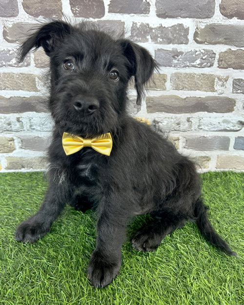 Scottie, an adoptable Wheaten Terrier in Corona, CA