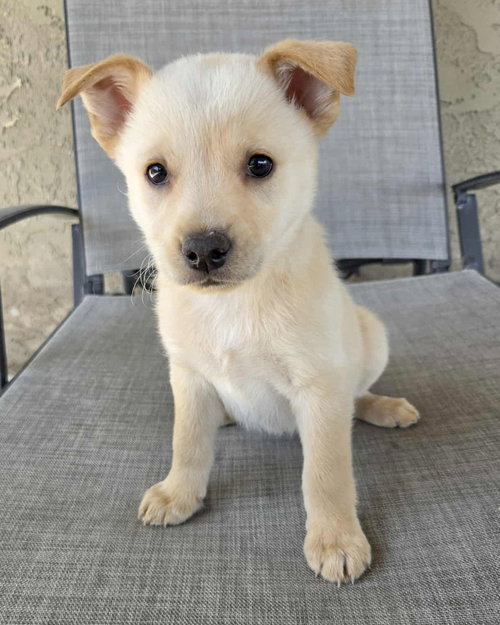 Nutterbutter, an adoptable Terrier in Corona, CA