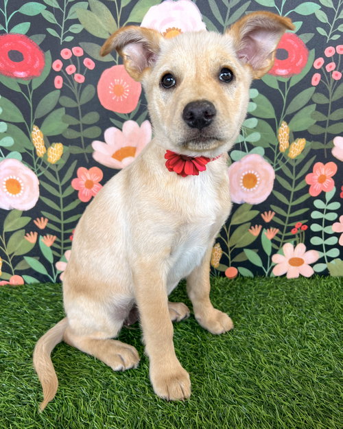 Nutterbutter, an adoptable Terrier in Corona, CA