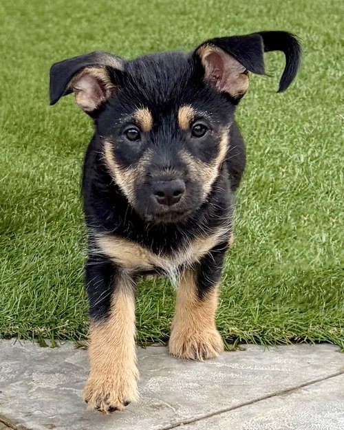 Wrynn, an adoptable Shepherd in Corona, CA