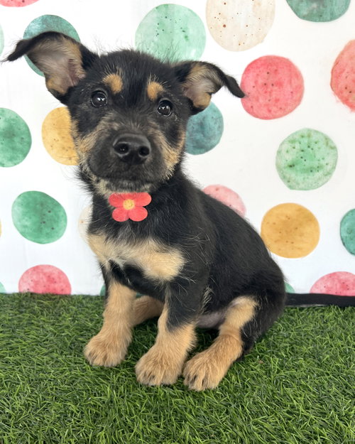 Wrynn, an adoptable Shepherd in Corona, CA