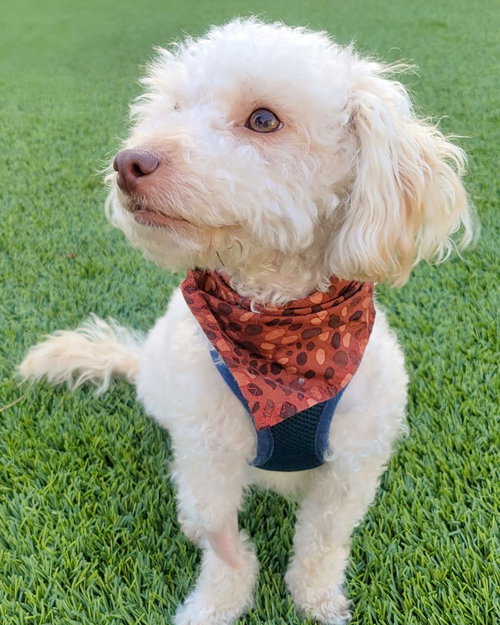 Oakley, an adoptable Poodle in Corona, CA