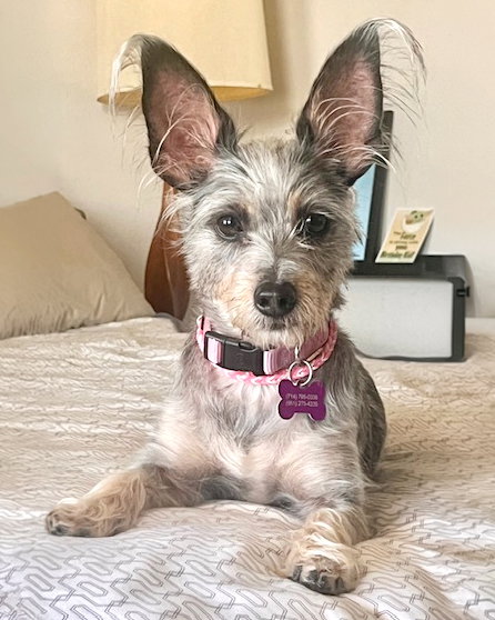 Coco, an adoptable Terrier in Corona, CA