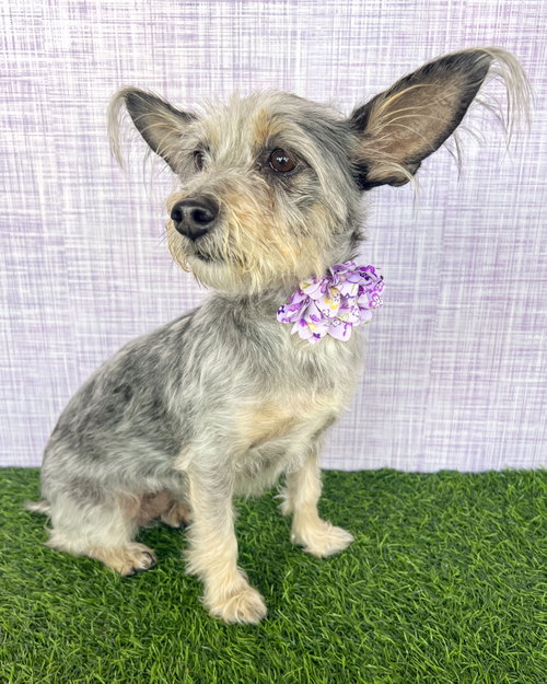 Coco, an adoptable Terrier in Corona, CA