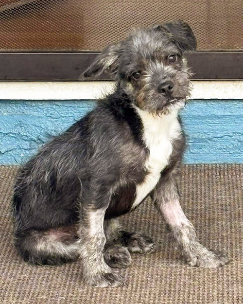 Archer, an adoptable Fox Terrier in Corona, CA