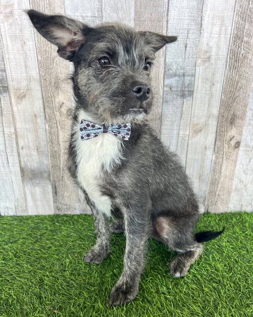 Archer, an adoptable Fox Terrier in Corona, CA