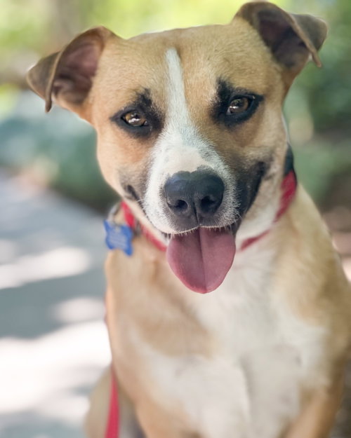 Sully, an adoptable Corgi in Corona, CA