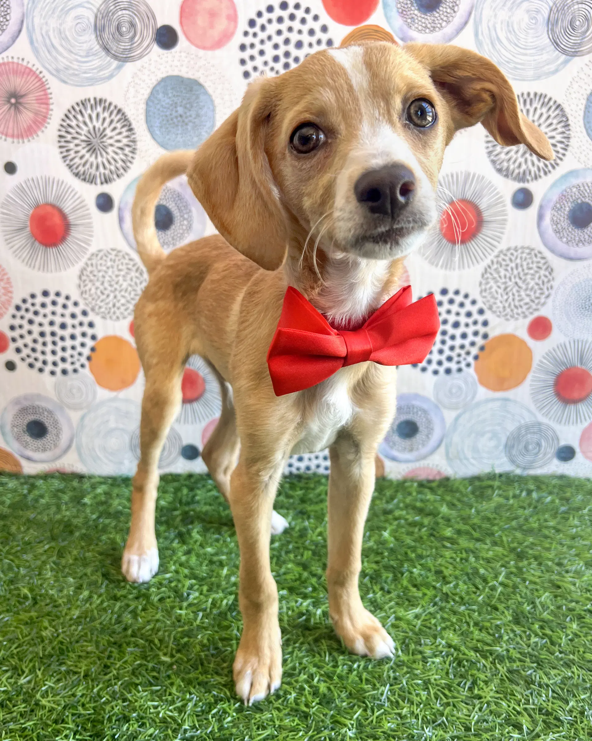 Max - Chihuahua