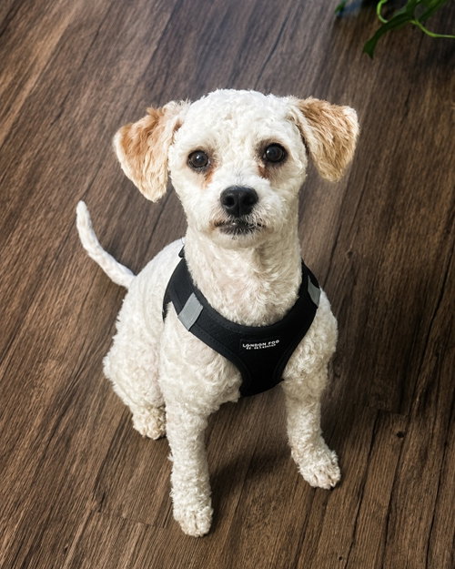 Barney, an adoptable Poodle in Corona, CA