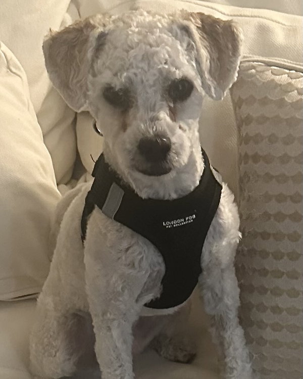 Barney