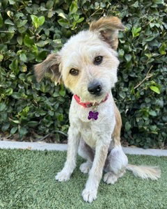 Sienna, an adoptable Terrier in Corona, CA
