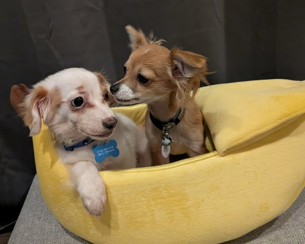 Butters