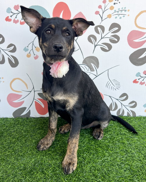 Krystal — rescue dog of the day