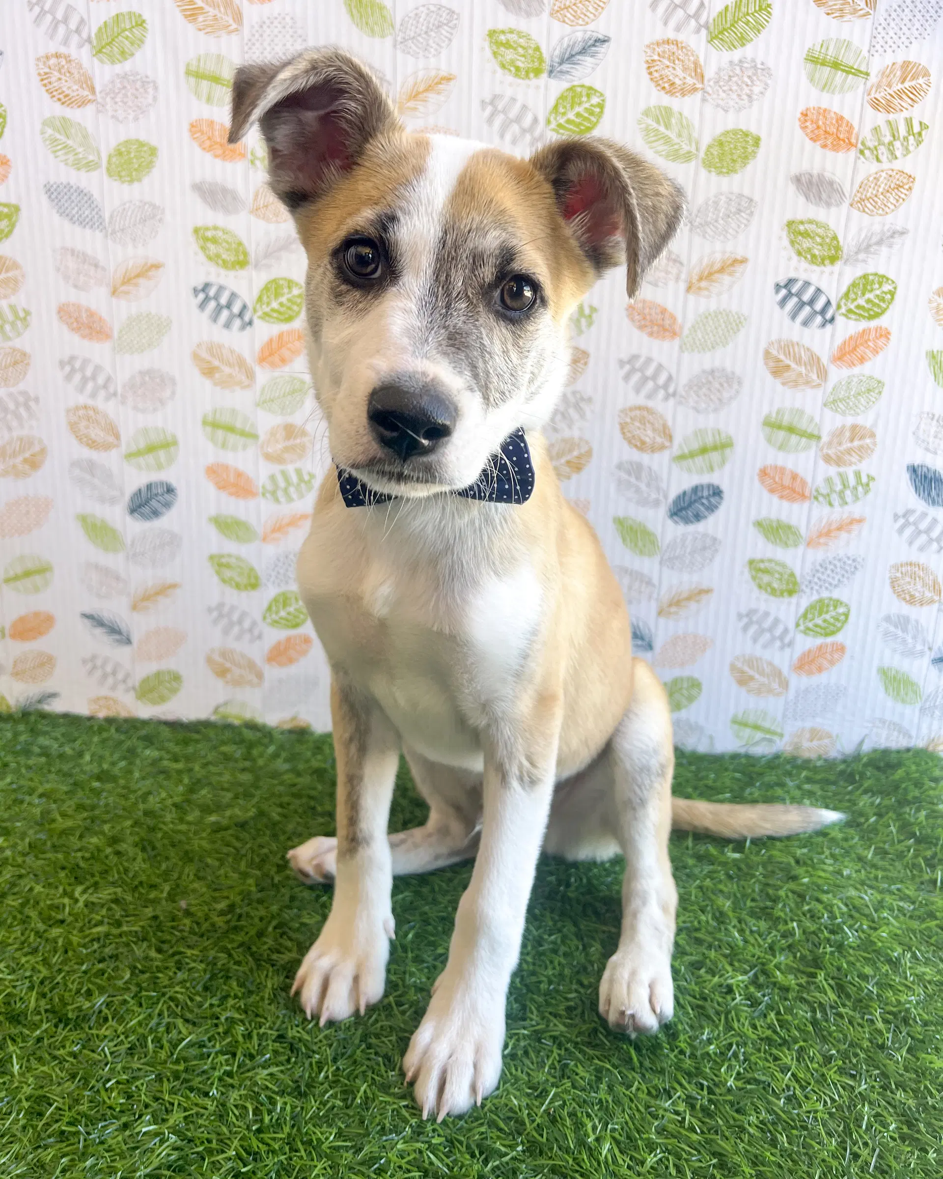 Benjamin - Terrier