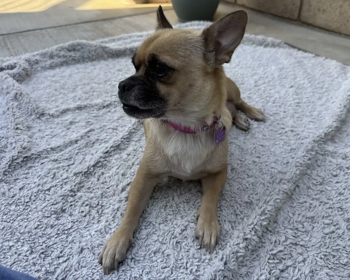 Lola image 2
