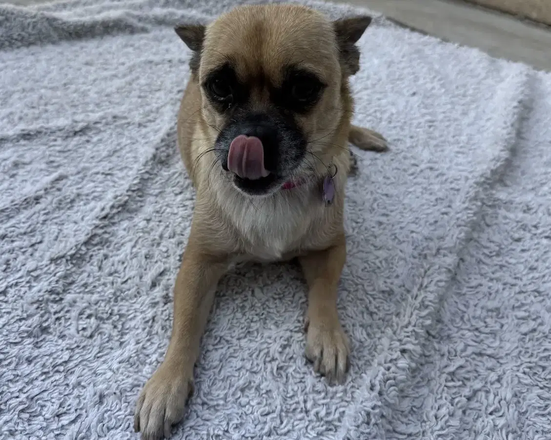 Lola image 3
