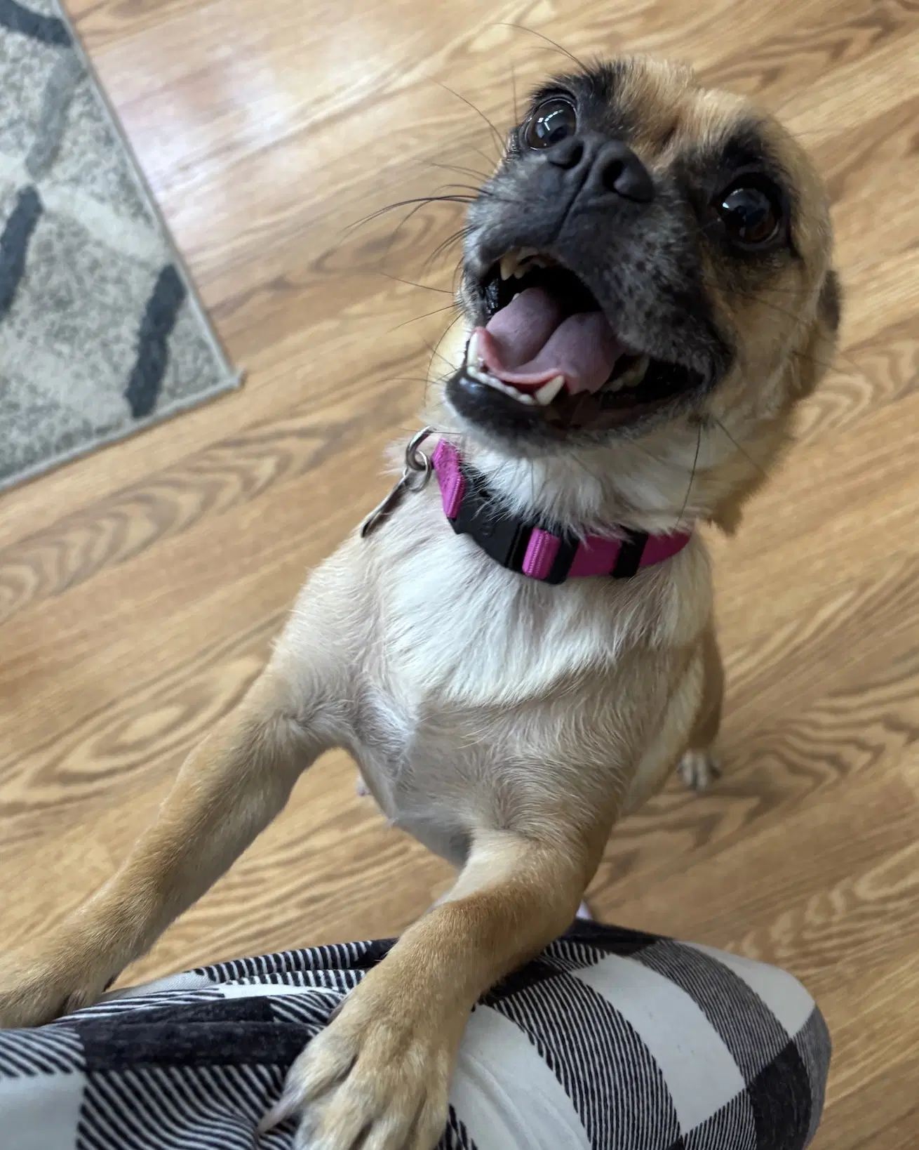 Lola image 4