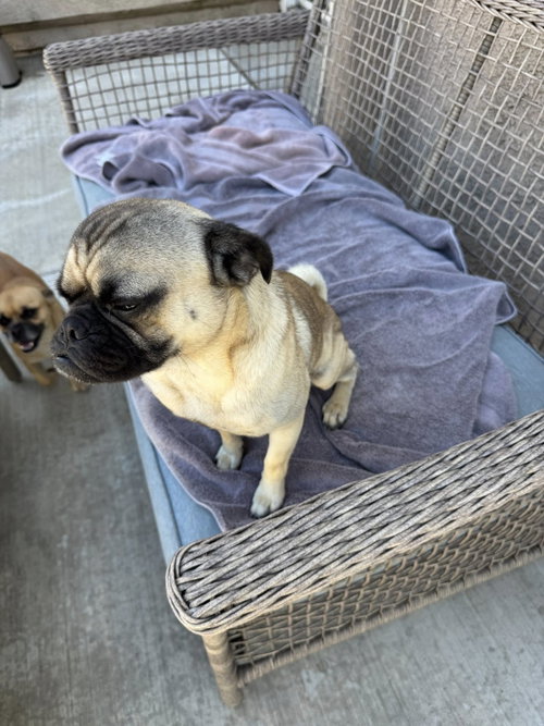 Buddy photo 10