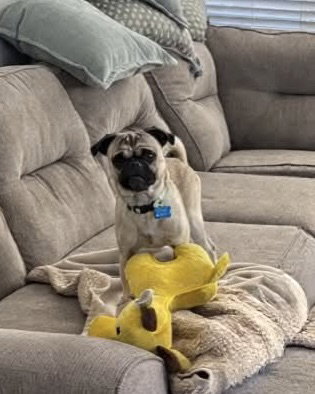 Buddy photo 6