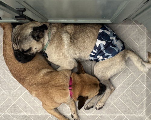 Buddy photo 9