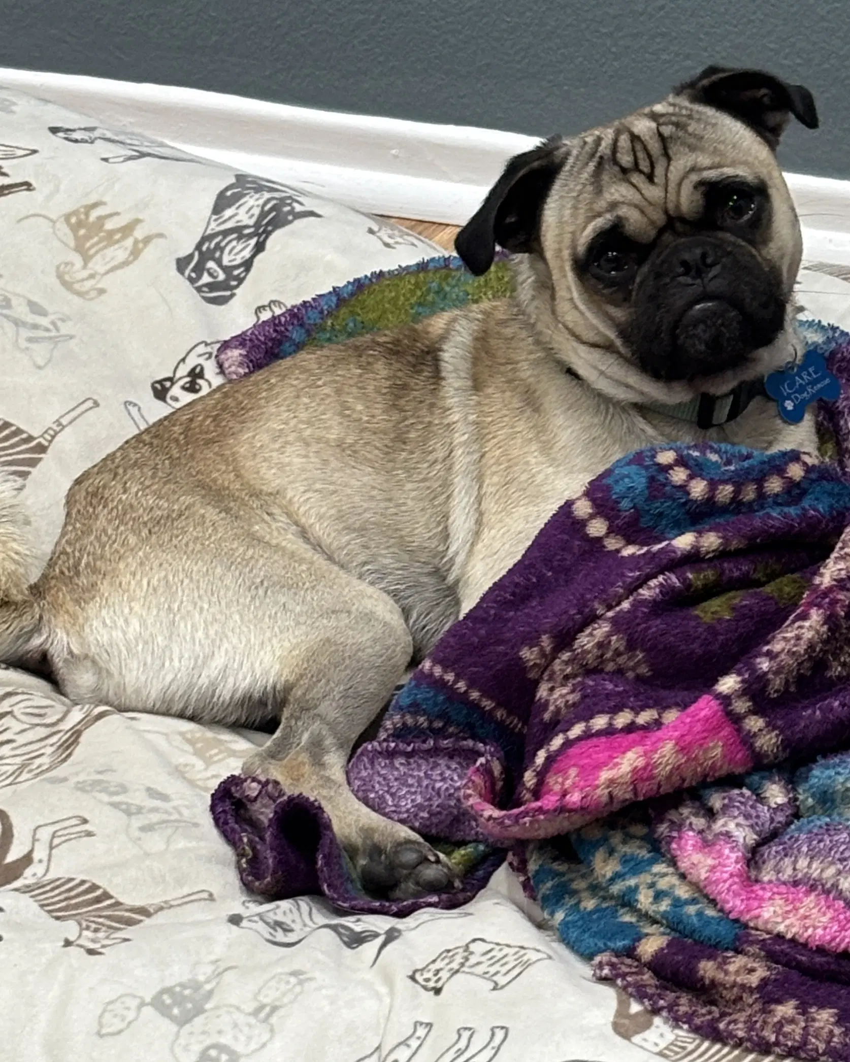 Buddy image 3