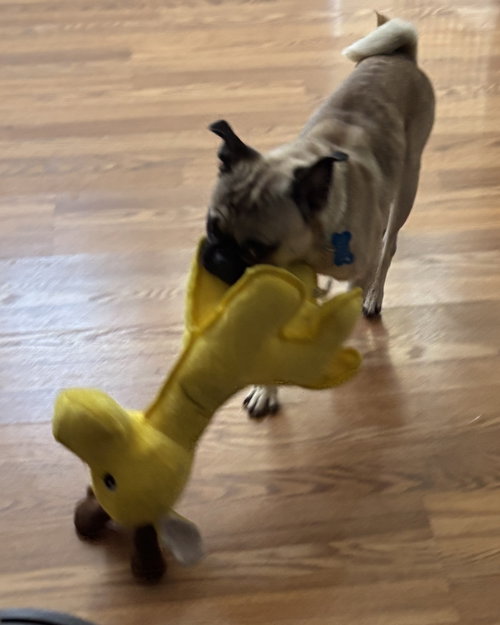 Buddy photo 7