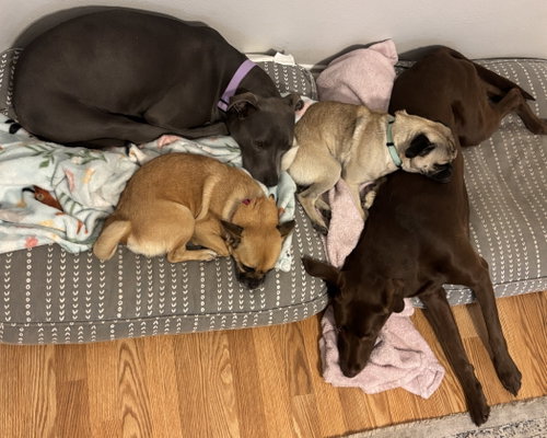 Buddy photo 8
