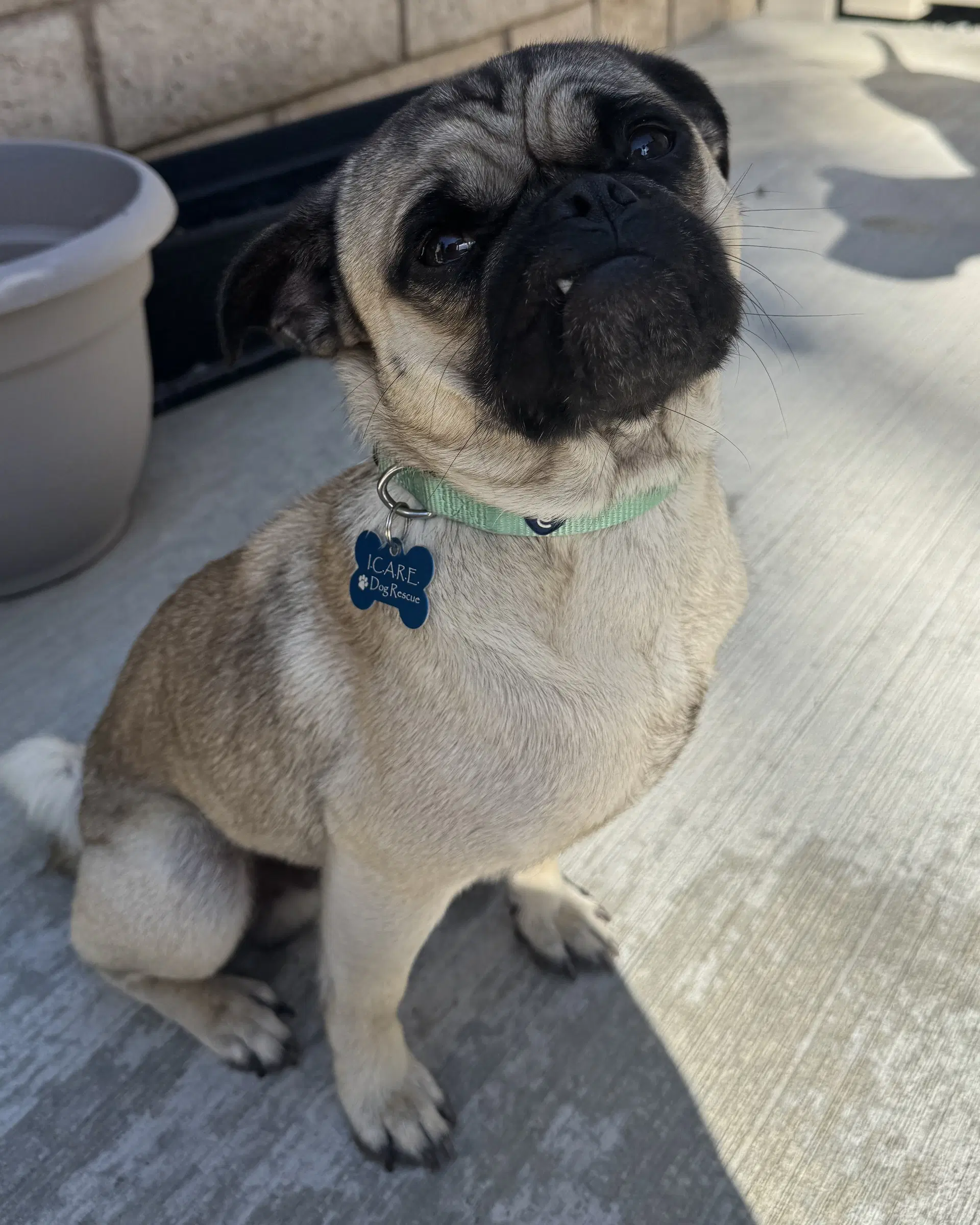 Buddy - Pug