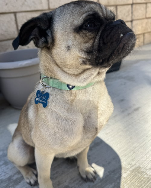 Buddy photo 11