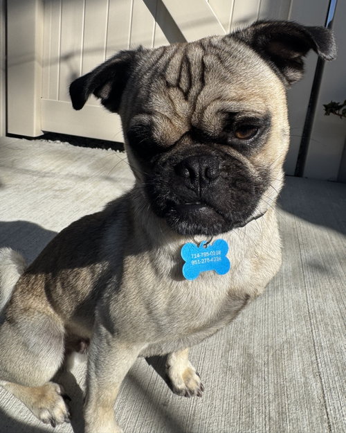 Buddy photo 4