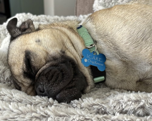 Buddy photo 5