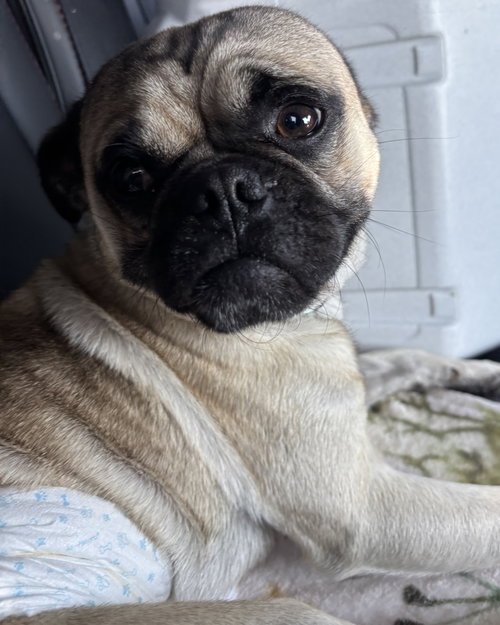 Buddy photo 12