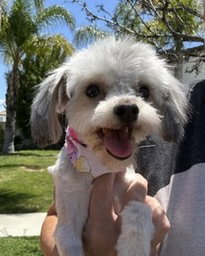 Lacy photo 8