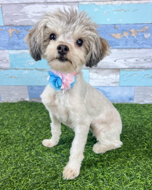 Lacy, an adoptable Maltese in Corona, CA
