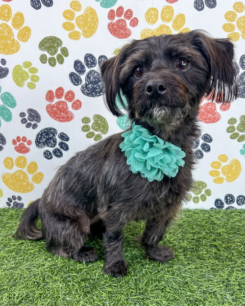Rumor, an adoptable Terrier in Corona, CA