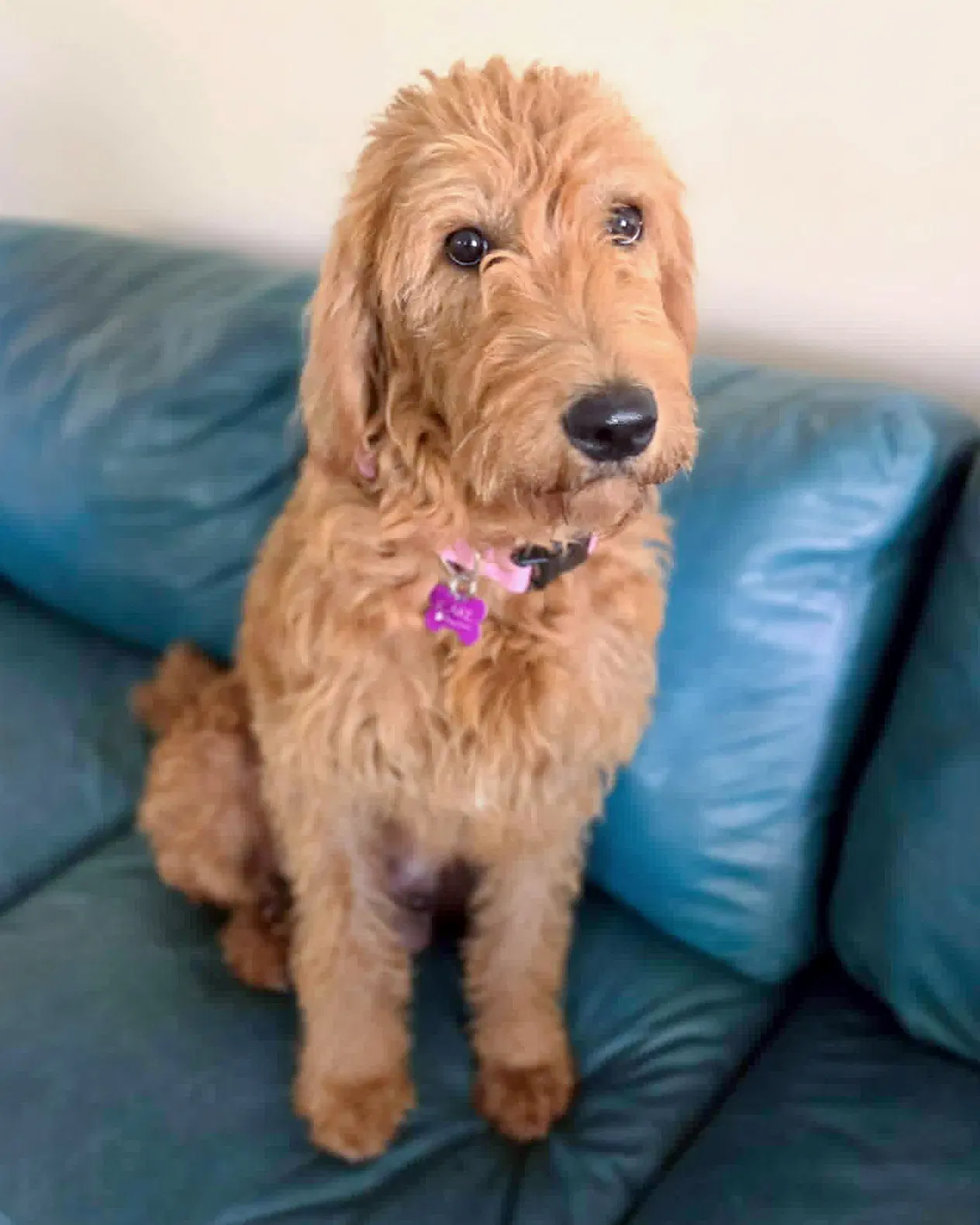 Sage - Poodle (Standard)
