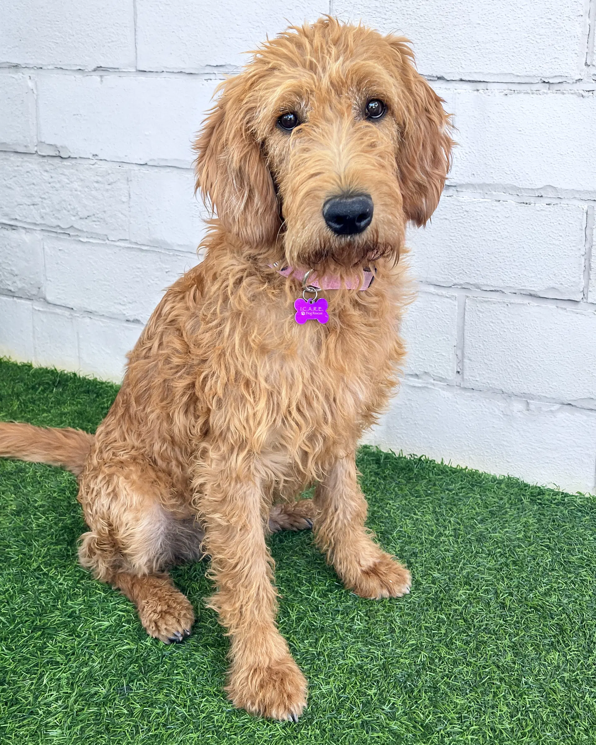Sage - Poodle (Standard)