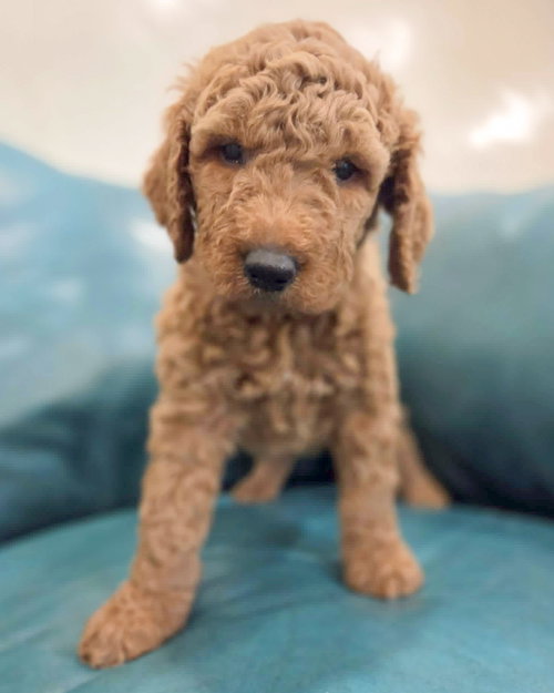 Juniper, an adoptable Golden Retriever in Corona, CA
