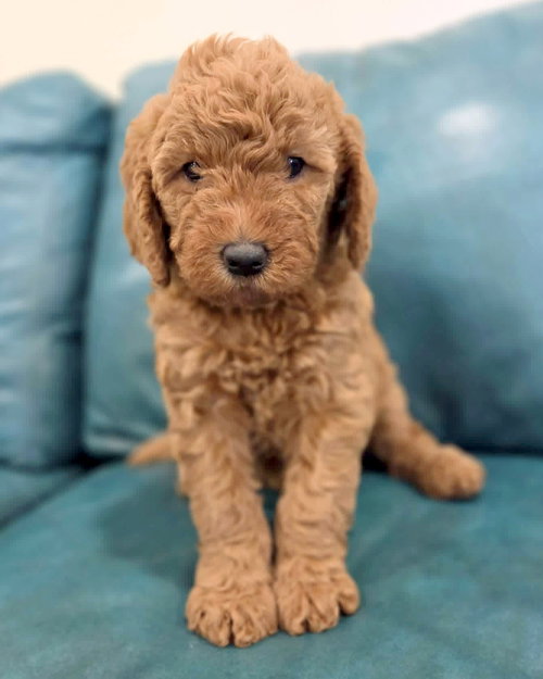Ivy, an adoptable Golden Retriever in Corona, CA