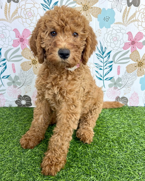 Ivy