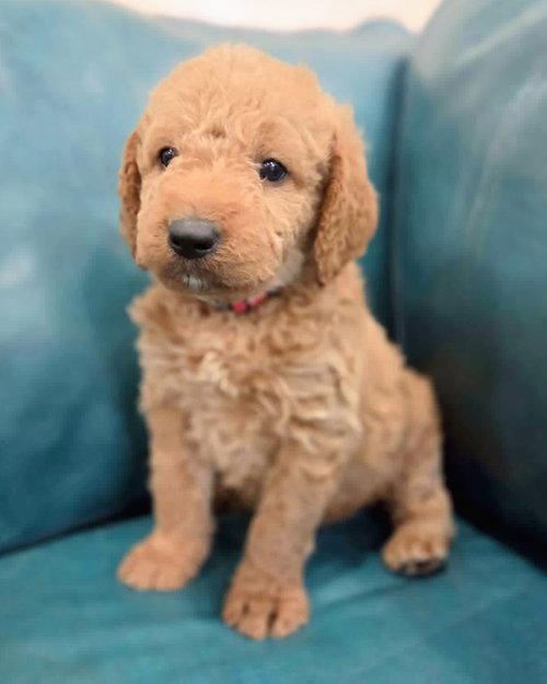 Aspen, an adoptable Golden Retriever in Corona, CA