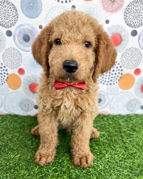 Aspen, an adoptable Golden Retriever in Corona, CA