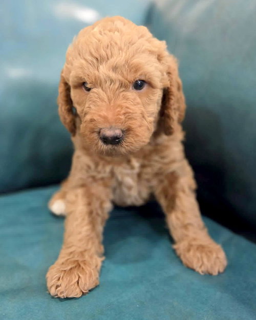 Timber, an adoptable Golden Retriever in Corona, CA