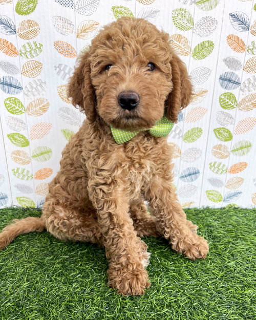 Timber, an adoptable Golden Retriever in Corona, CA