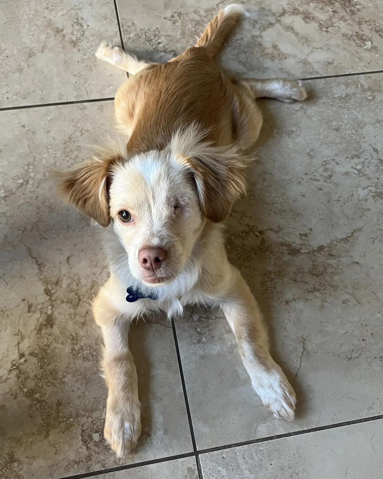 Noli - Chihuahua