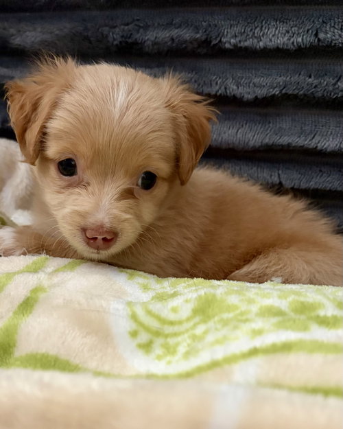 Kona