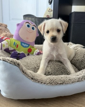 Buzz photo 5