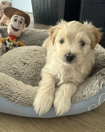 Woody photo 3