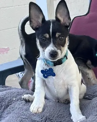 Chip - Chihuahua